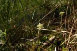 Moneses uniflora. Цветущие растения. Северное Приэльбрусье, долина р. Азау, Терскольский лес, высота 2050 м н.у.м. 17.06.2012.
