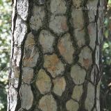 Pinus roxburghii. Часть ствола. Индия, горы Кумаон, штат Уттараканд. 24.09.2012.