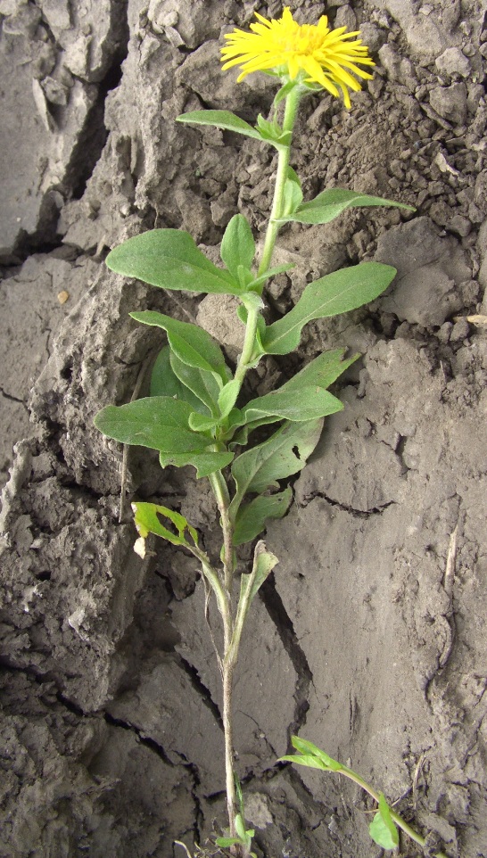 Image of Inula britannica specimen.