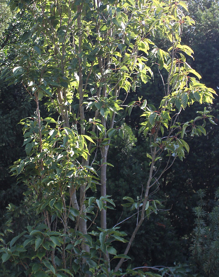 Image of Prunus serrulata specimen.