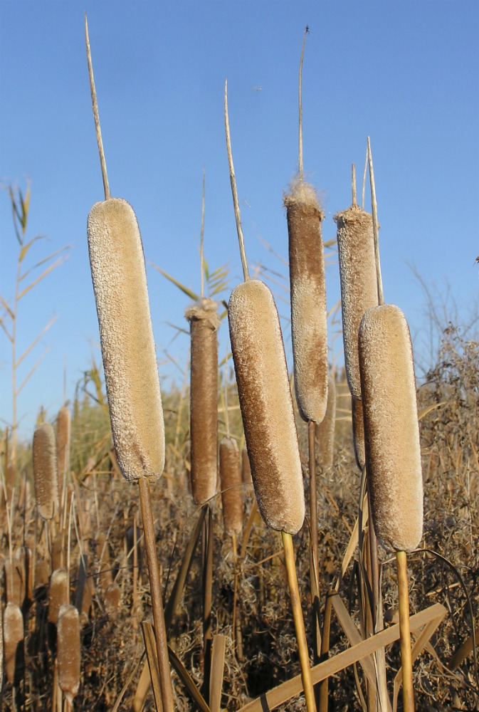 Image of Typha latifolia specimen.