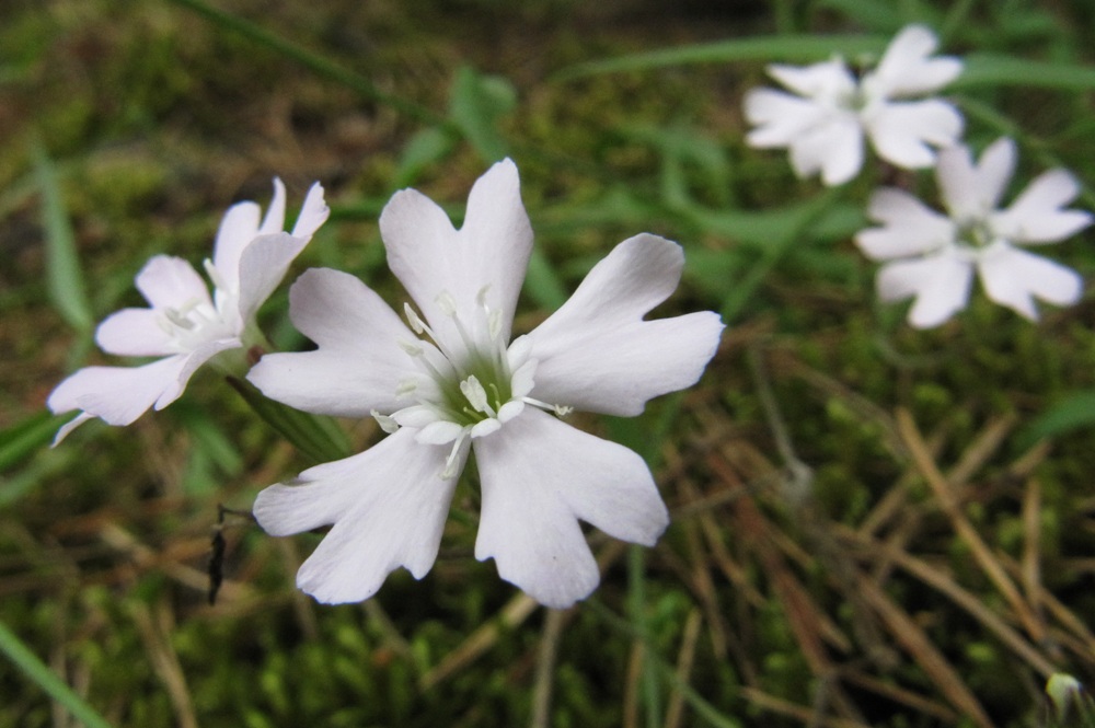 Image of Lychnis sibirica specimen.