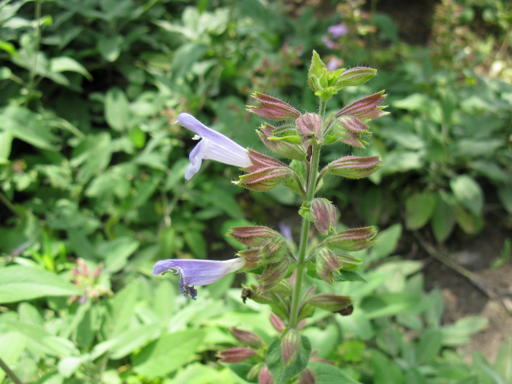 Image of Salvia tomentosa specimen.