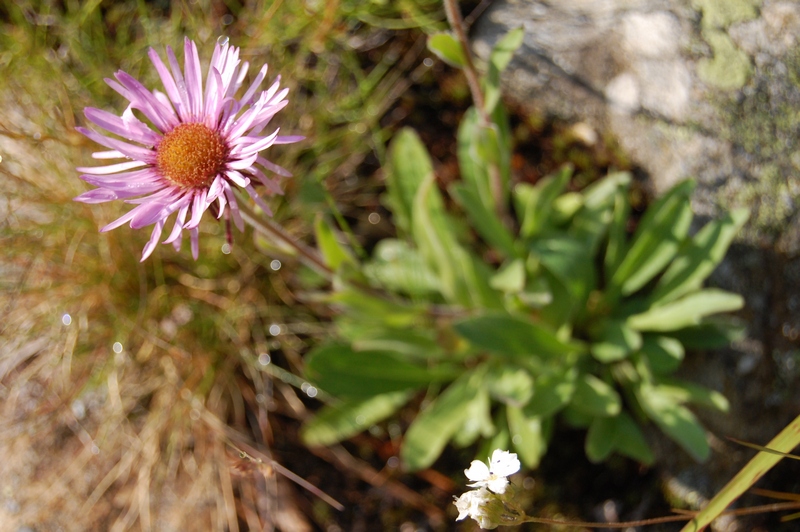 Image of Erigeron venustus specimen.