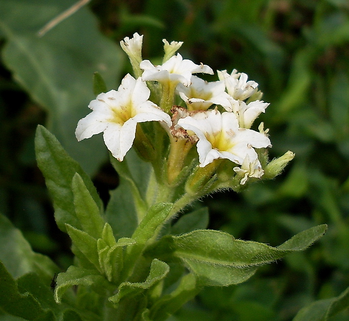 Image of Argusia sibirica specimen.