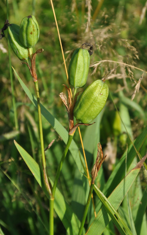 Image of Iris setosa specimen.