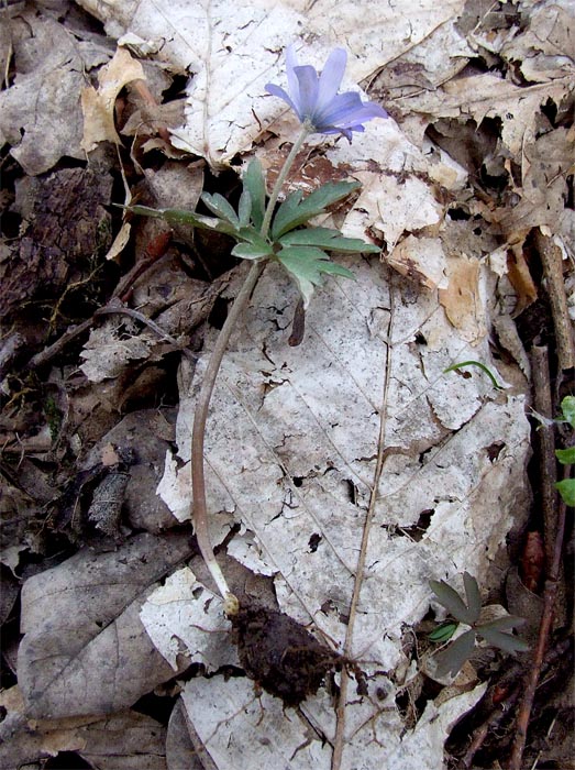 Изображение особи Anemone caucasica.