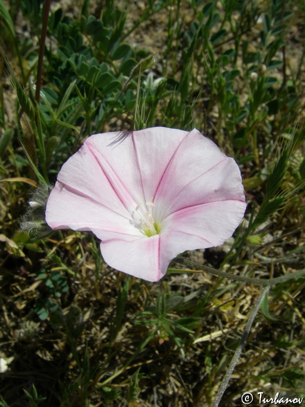 Image of Convolvulus cantabrica specimen.