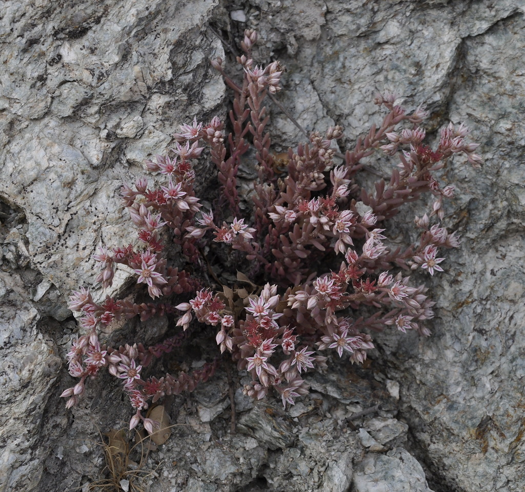 Image of Sedum hispanicum specimen.