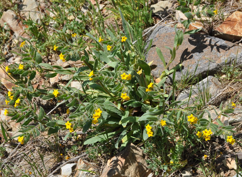 Image of Alkanna orientalis specimen.