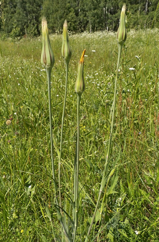 Изображение особи Tragopogon pratensis.