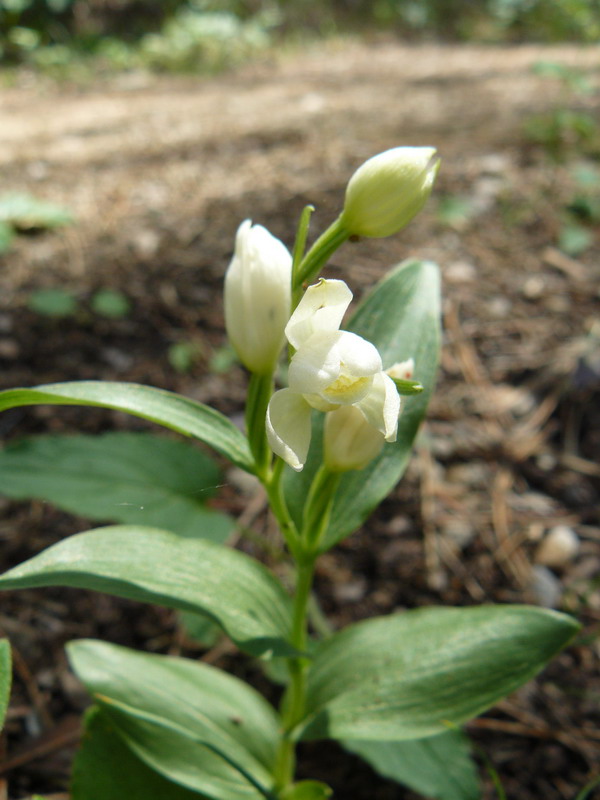 Изображение особи Cephalanthera damasonium.