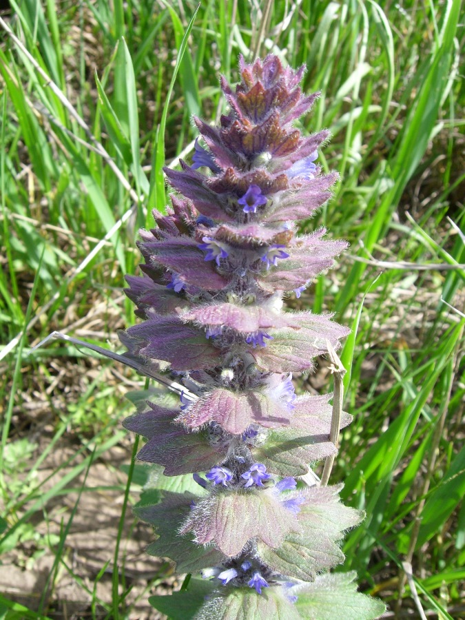 Image of Ajuga orientalis specimen.