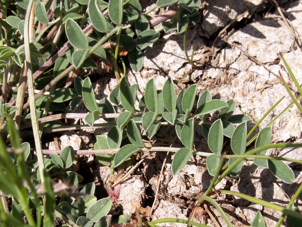 Image of Hedysarum songoricum specimen.