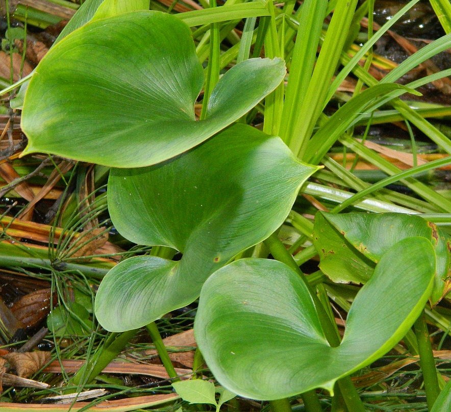 Image of Calla palustris specimen.