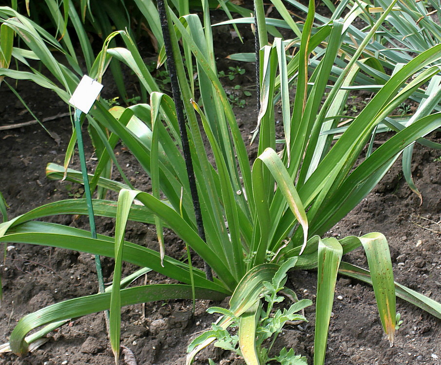 Image of Eremurus himalaicus specimen.