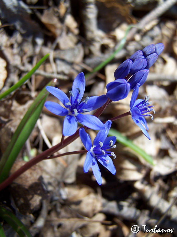 Изображение особи Scilla bifolia.