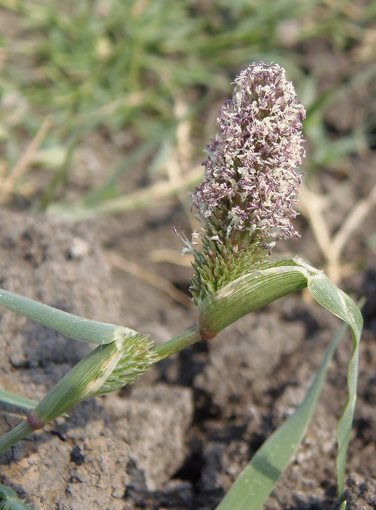 Image of Crypsis schoenoides specimen.