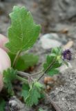 Phacelia parryi. Часть побега с отцветшими цветками. Германия, г. Krefeld, Ботанический сад. 11.08.2013.