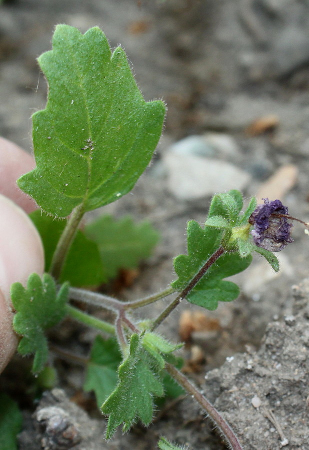 Image of Phacelia parryi specimen.