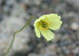 Papaver lapponicum. Цветок. Кольский п-ов, Хибины, подножие у южного склона массива Кукисвумчорр. 18.06.2013.