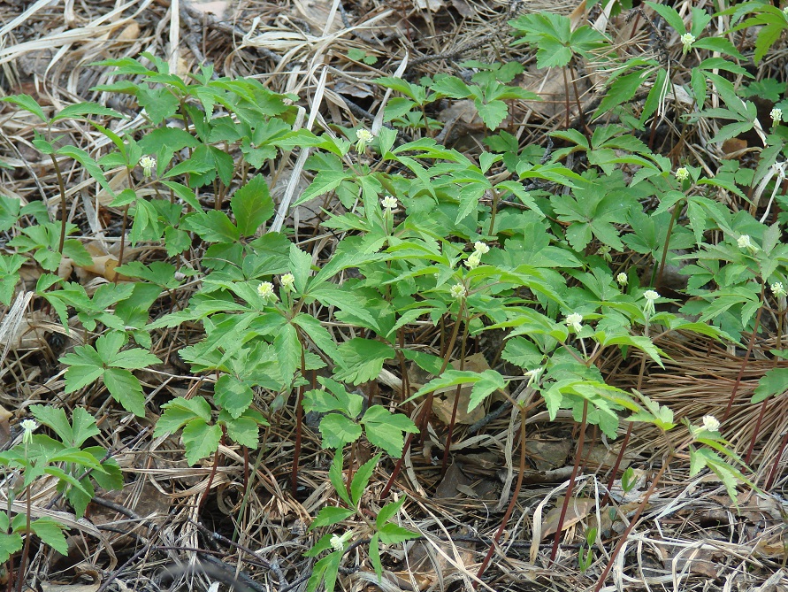 Image of Anemone reflexa specimen.