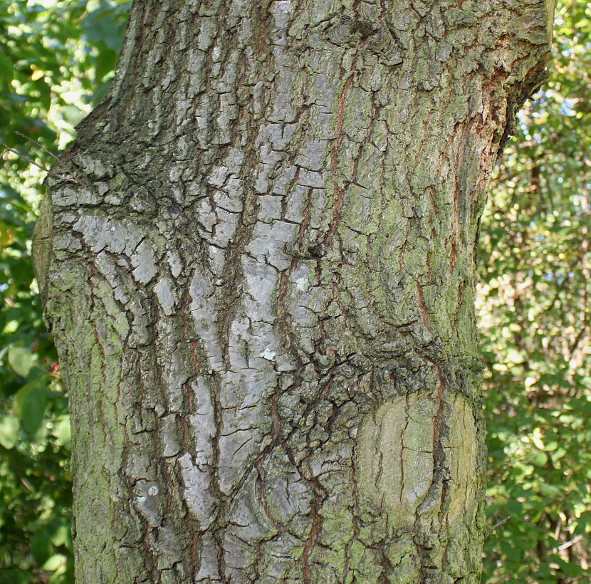 Image of Quercus petraea specimen.