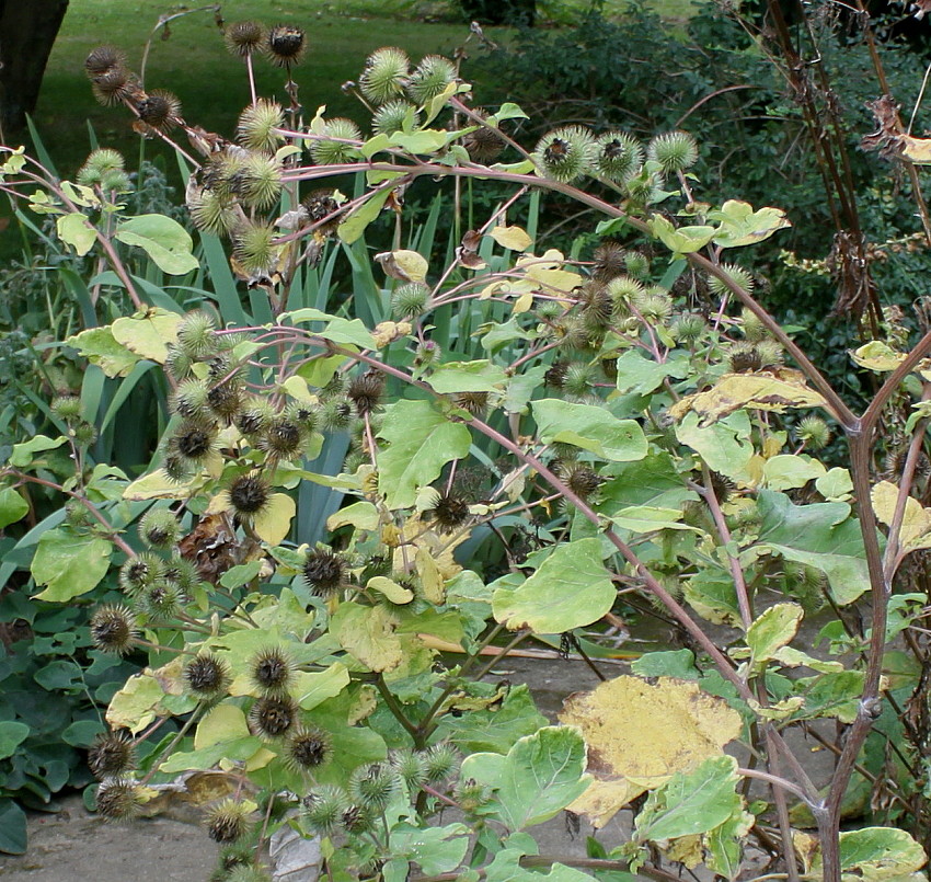 Image of Arctium lappa specimen.