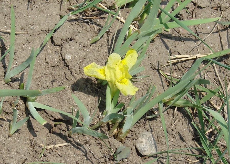 Изображение особи Iris humilis.