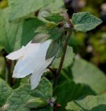 род Campanula. Верхушка побега с цветком. Германия, г. Essen, Grugapark. 29.09.2013.