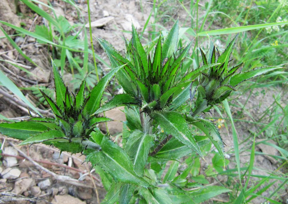 Изображение особи Carlina fennica.