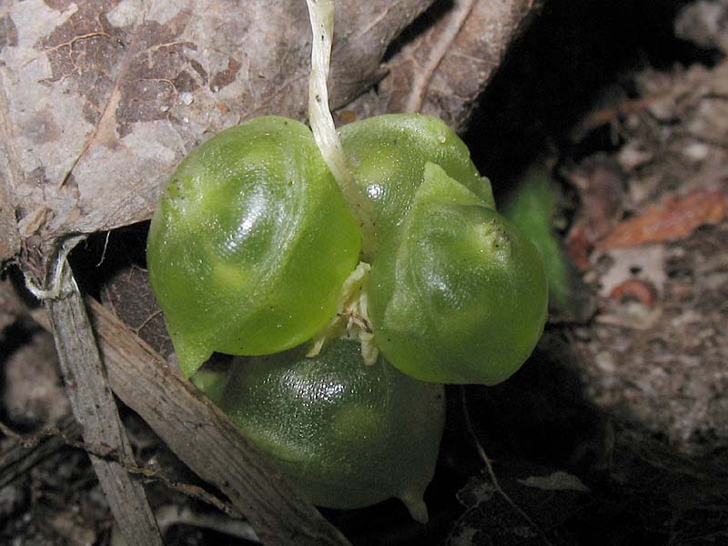 Image of Adoxa moschatellina specimen.