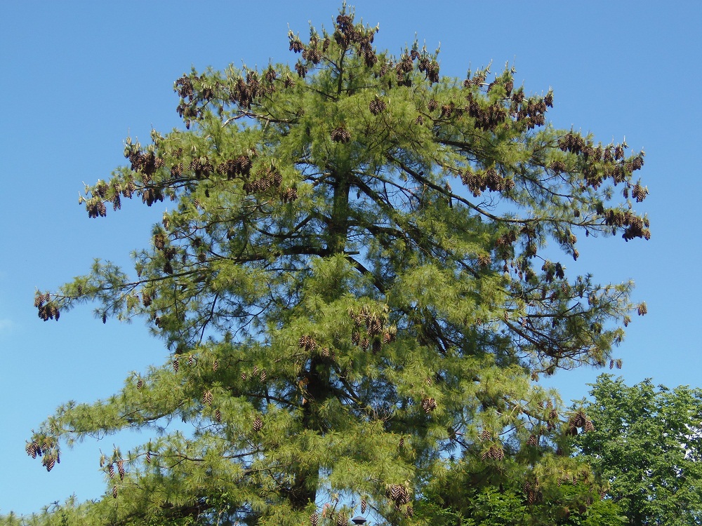 Изображение особи Pinus strobus.