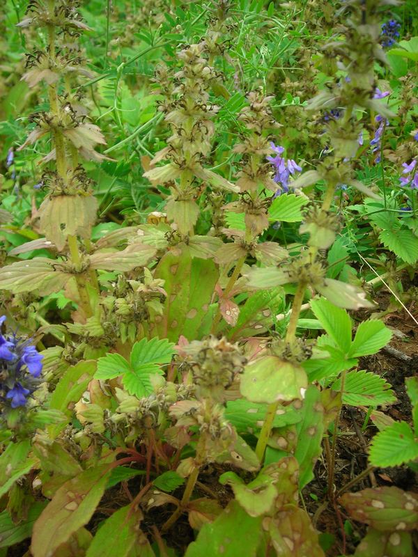 Image of Ajuga genevensis specimen.