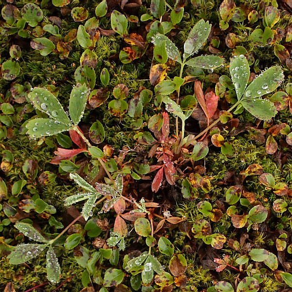 Изображение особи Sibbaldia procumbens.