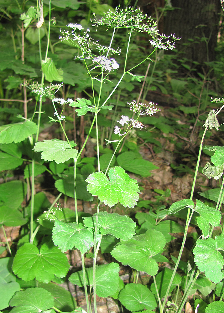 Изображение особи Pimpinella tripartita.