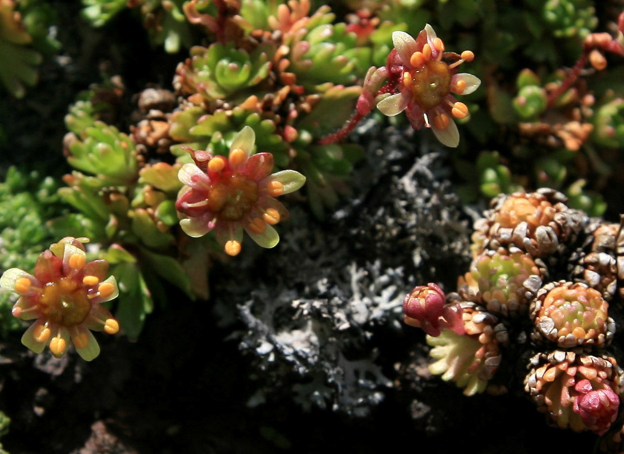 Image of Saxifraga moschata specimen.