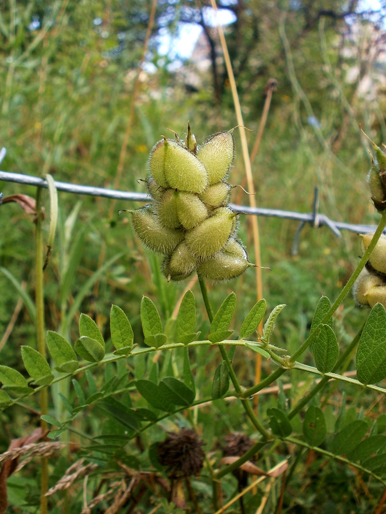 Image of Astragalus cicer specimen.