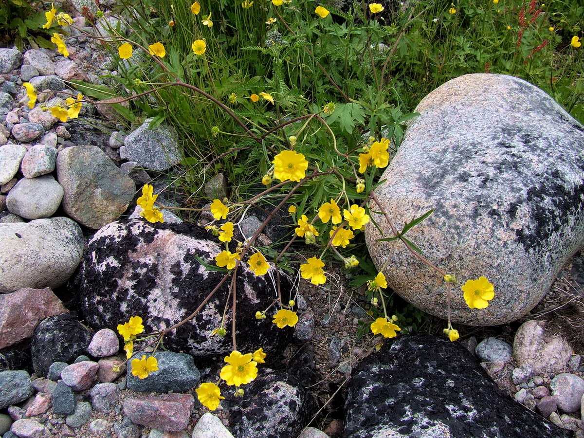 Image of Ranunculus acris specimen.