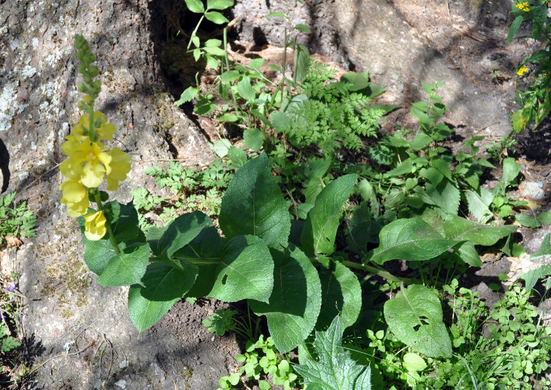 Image of Verbascum phlomoides specimen.