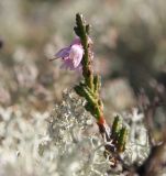 Calluna vulgaris. Карликовое цветущее растение. Архангельская обл., Приморский р-н, ур. Куртяево, гряда на верховом болоте. 14.08.2014.