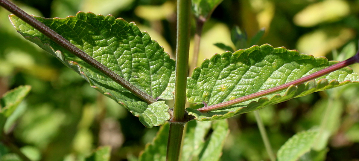 Image of Nepeta grandiflora specimen.