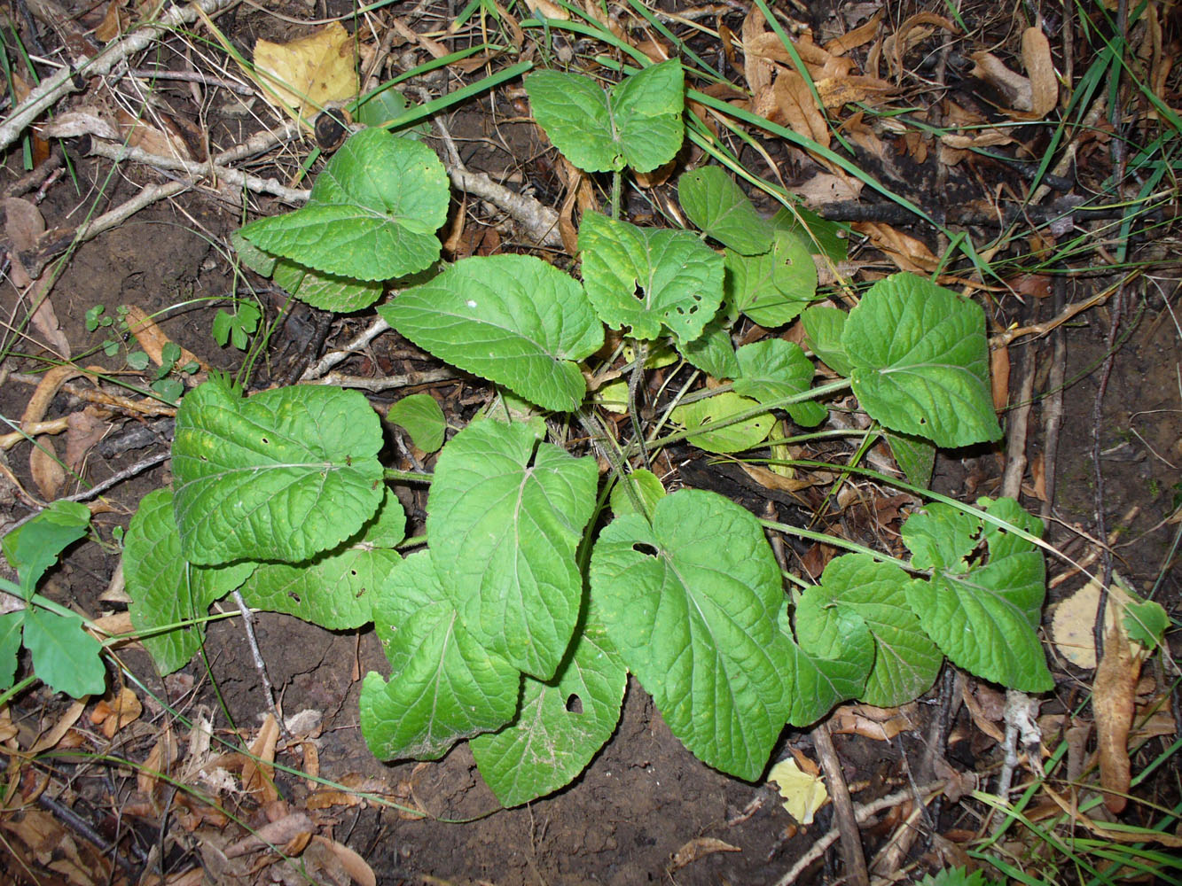 Image of Viola hirta specimen.