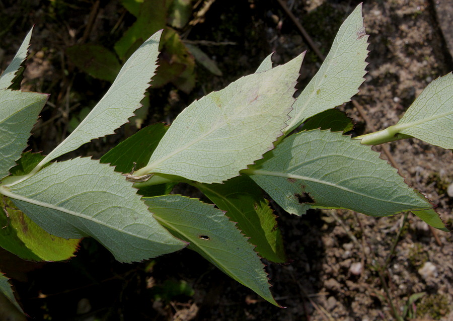 Image of Platycodon grandiflorus specimen.