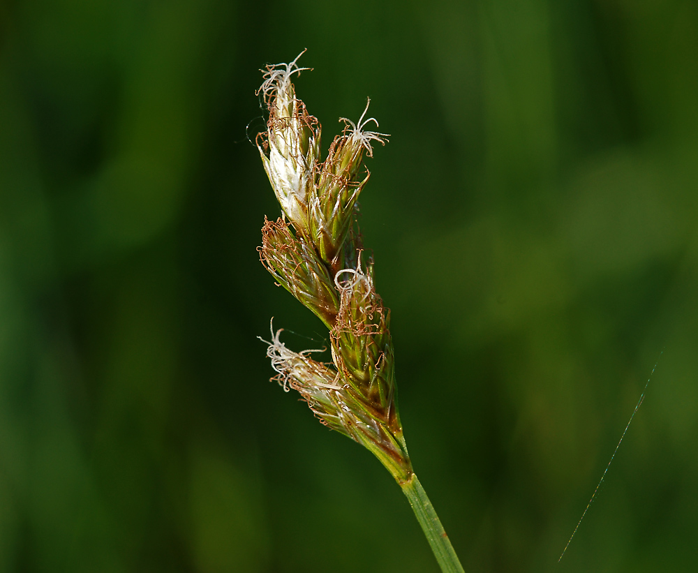 Изображение особи Carex leporina.