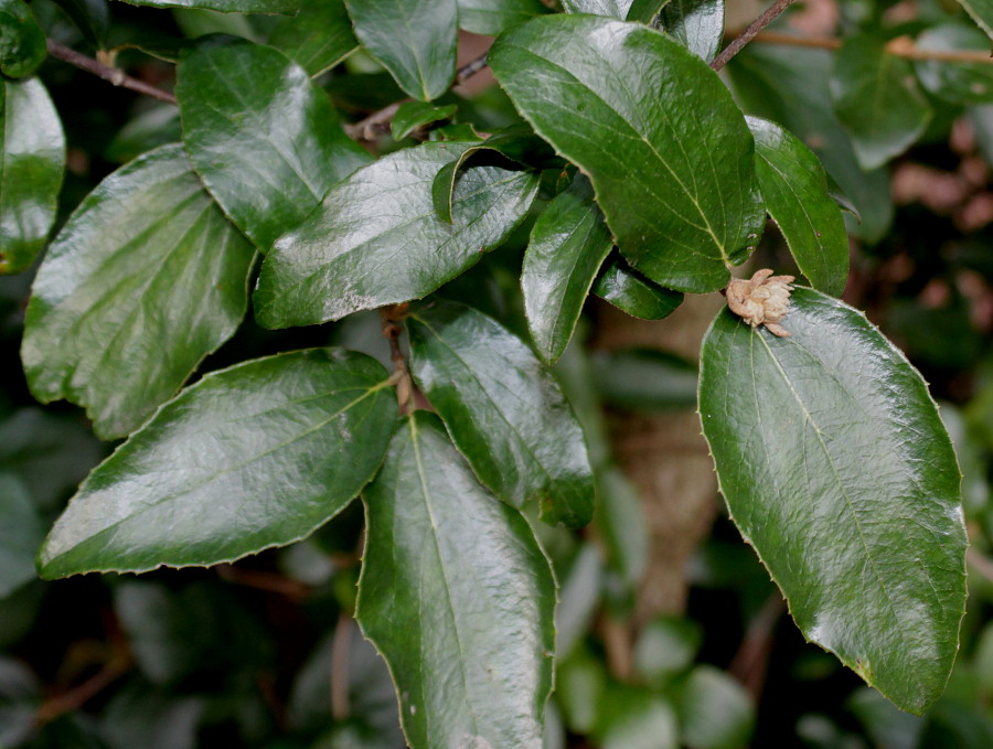 Изображение особи Viburnum &times; burkwoodii.