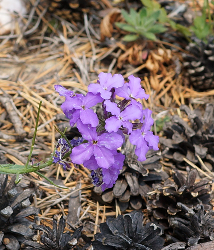 Image of Clausia aprica specimen.