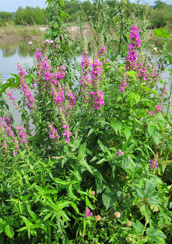 Image of Lythrum salicaria specimen.