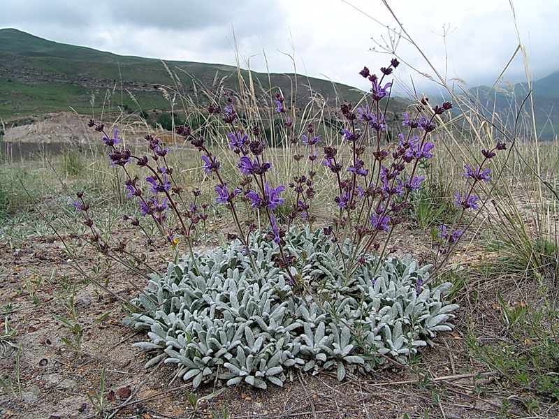 Изображение особи Salvia canescens.