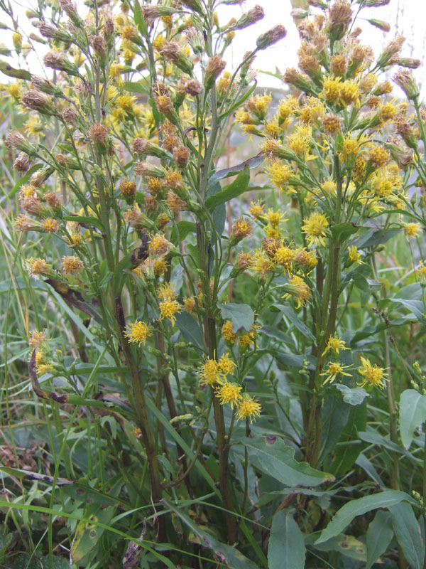 Image of Solidago virgaurea ssp. lapponica specimen.